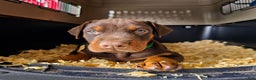 Doberman Pinscher dogs for sale: Red Male - Ad 2