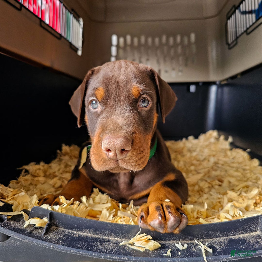 Doberman Pinscher dogs for sale: Red Male - Ad 2