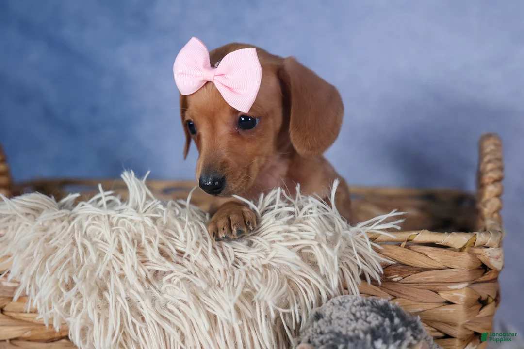 Dachshund dogs for sale: Quincy - Ad 3
