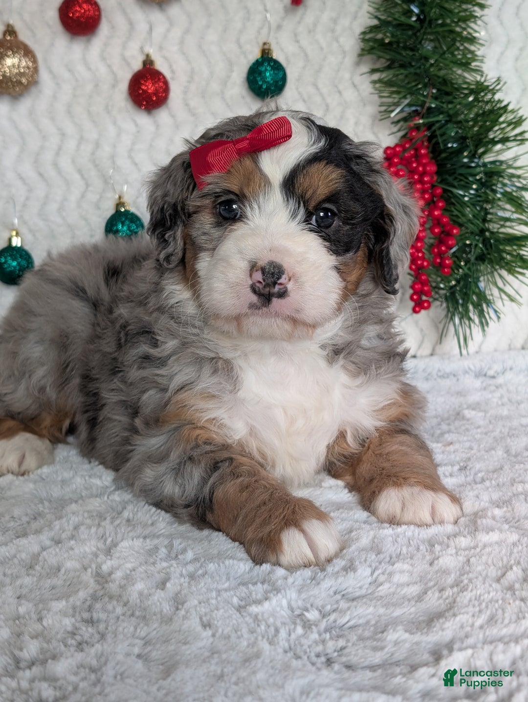 Mini Bernedoodle dogs for sale: Mini River - Ad 14