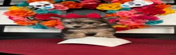 Morkie dogs for sale: Morkie Puppy 1 - Ad 10