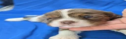 Cavalier King Charles Spaniel dogs for sale: Chocolate tri merle light - Ad 3