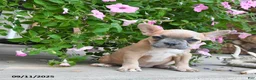 French Bulldog dogs for sale: Fable - Ad 5