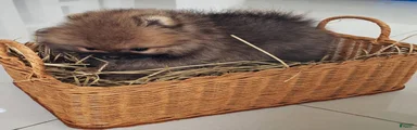 Pomeranian Puppy 6