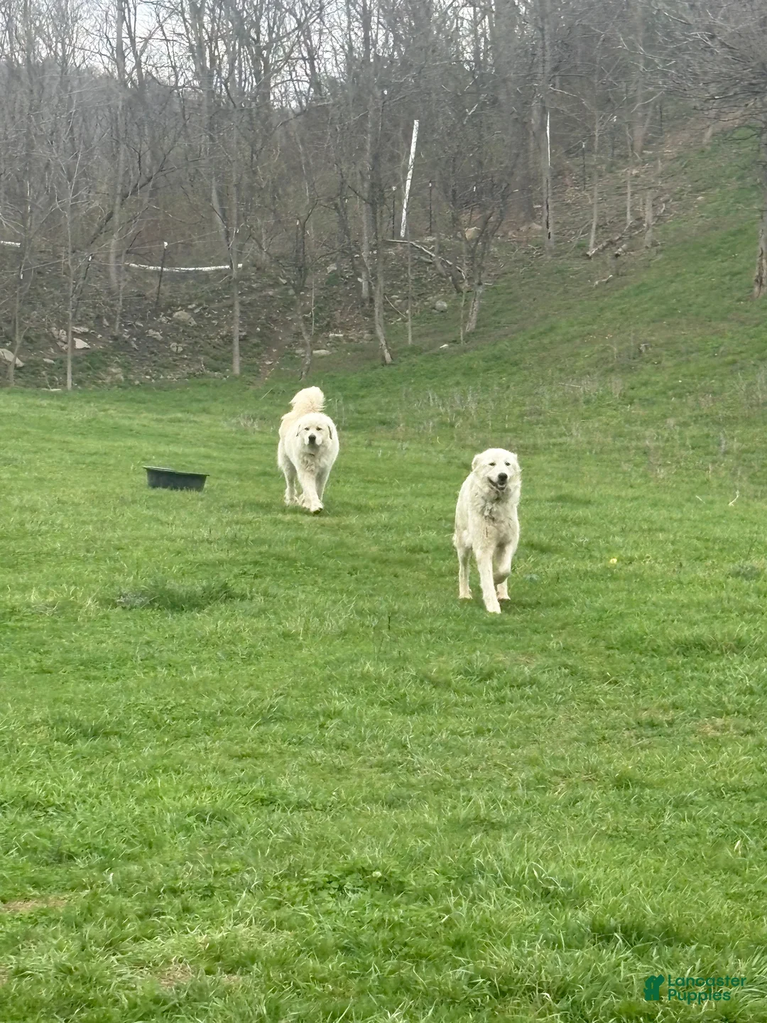 Great Pyrenees dogs for sale: Great Pyrenees Puppy 1 - Ad 2