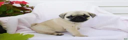 Pug dogs for sale: Anna - Ad 4