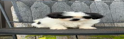 Shih Tzu dogs for sale: Sabrina Shih Tzu  - Ad 8