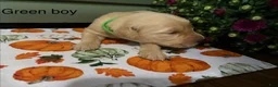 Golden Retriever dogs for sale: Green boy - Ad 1