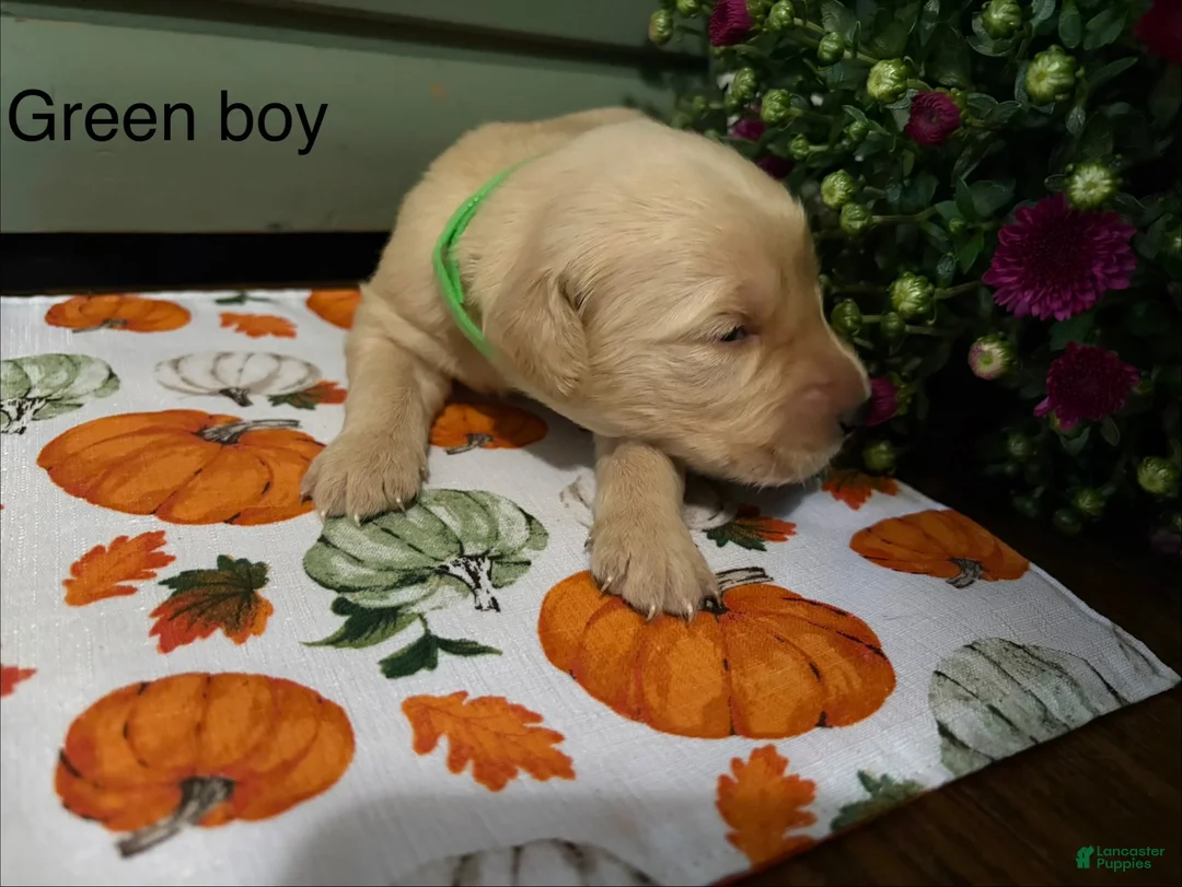 Golden Retriever dogs for sale: Green boy - Ad 1