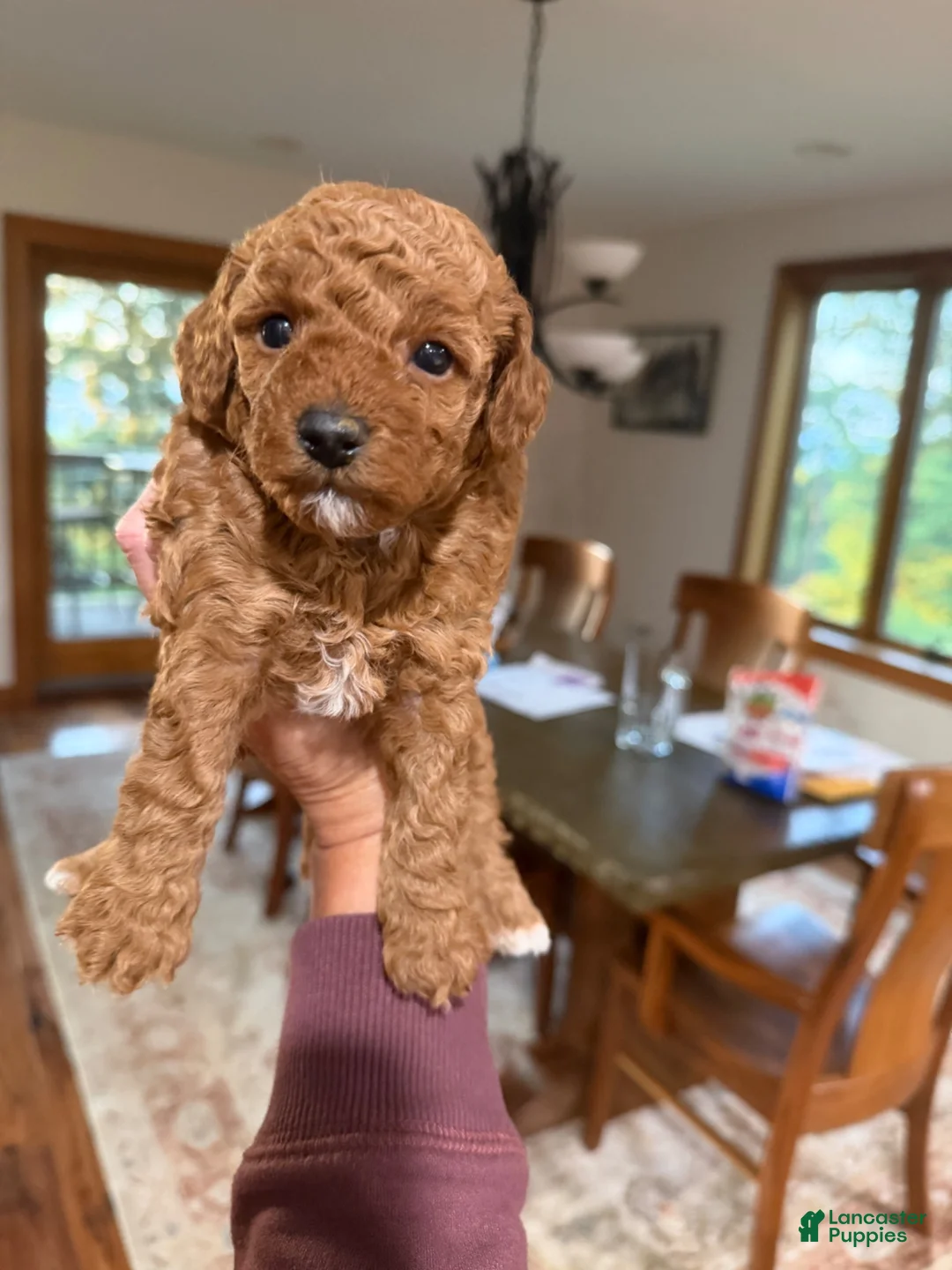 Toy Poodle dogs for sale: Dixie - Ad 1