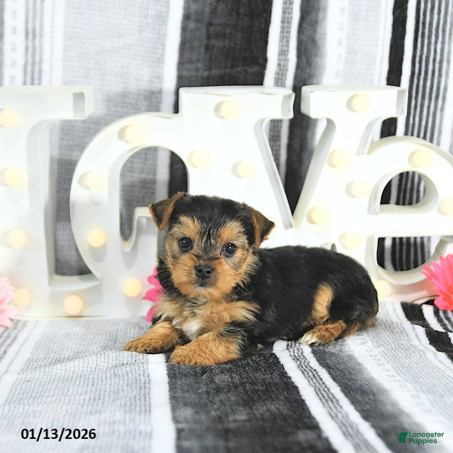 Yorkshire Terrier dogs Marshall - Ad 6