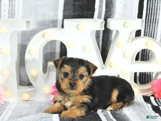 Yorkshire Terrier dogs Marshall - Ad 6