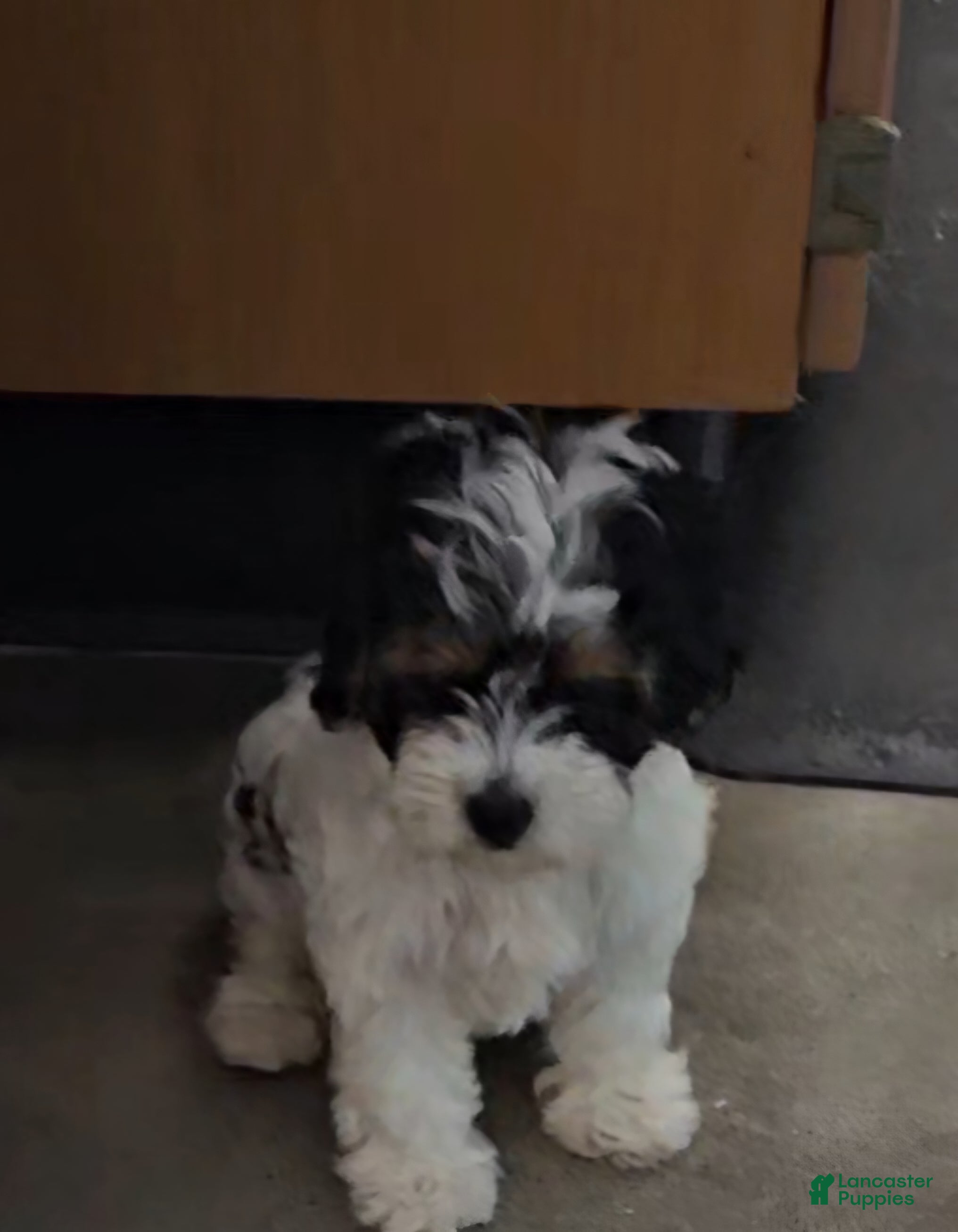 Mixed Breed dogs Mixed Breed 1 - Ad 9