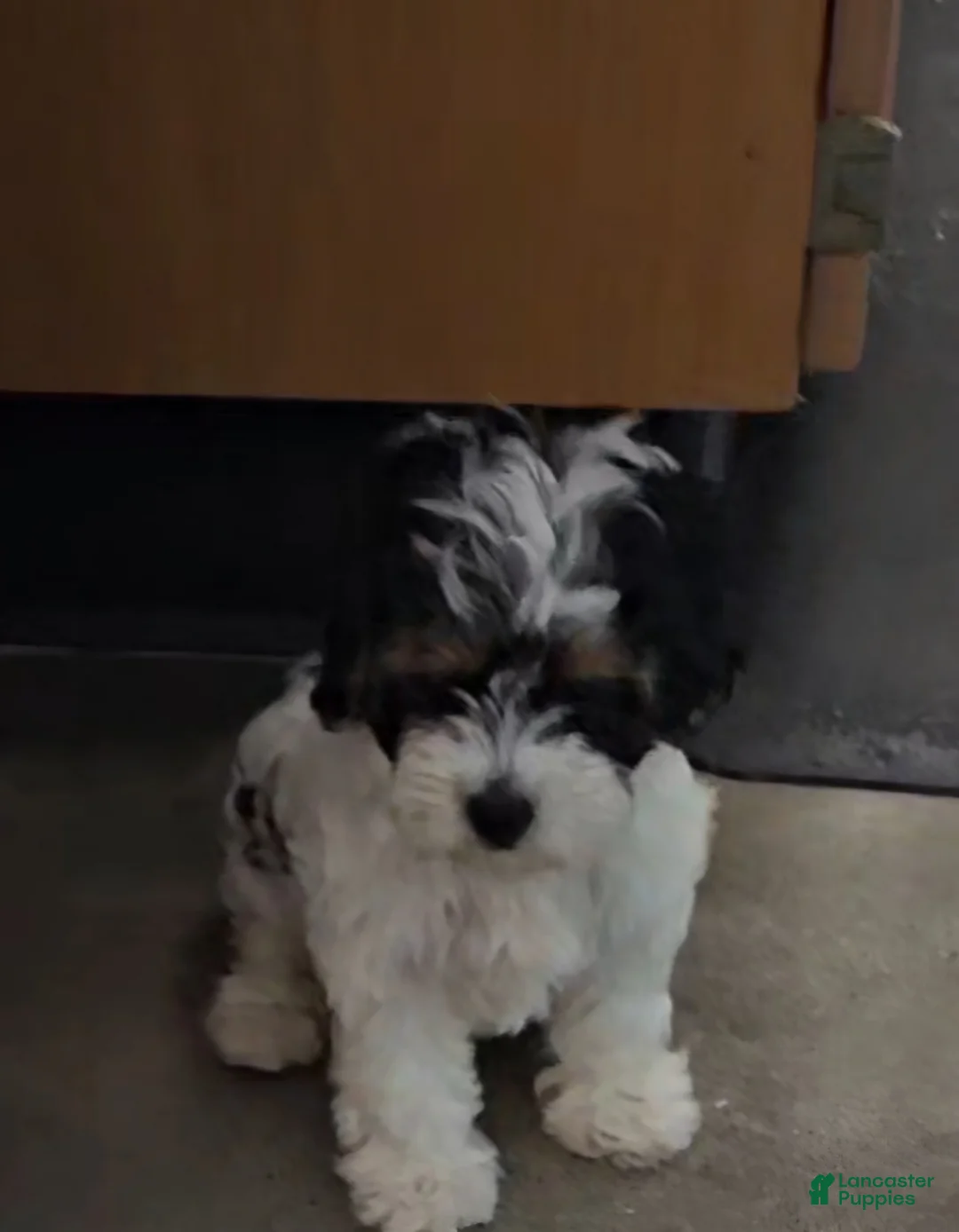 Mixed Breed dogs for sale: Mixed Breed 1 - Ad 1