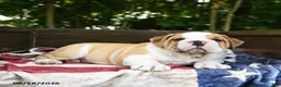 Olde English Bulldogge dogs for sale: Samson - Ad 4