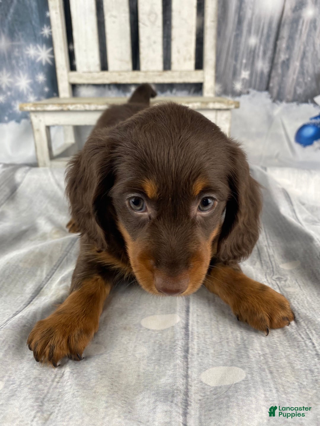 Miniature Dachshund dogs for sale: Lexi - Ad 8
