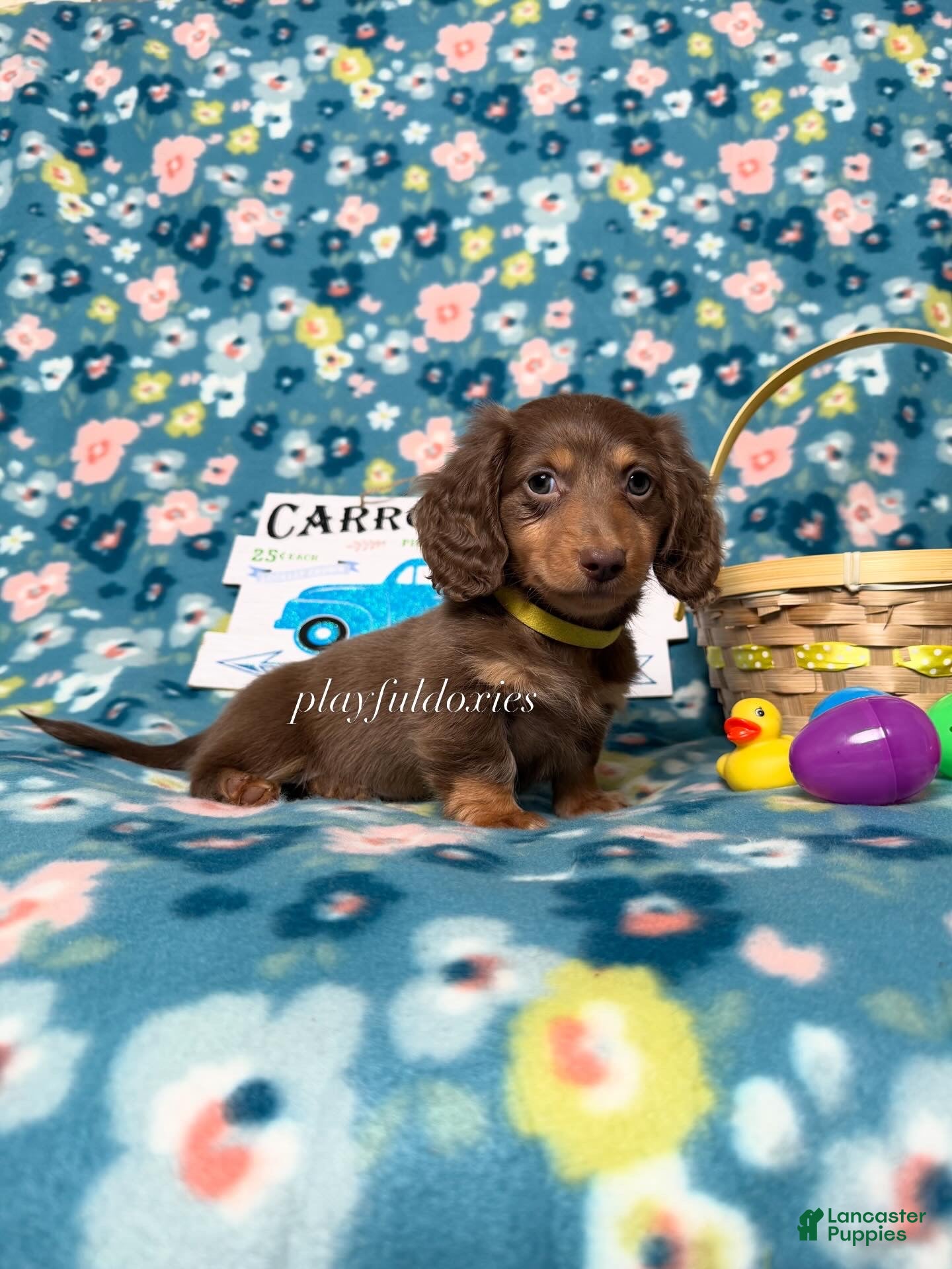 Miniature Dachshund dogs AKC Lighter Chocolate & Tan Long Haired Male Miniature Dachshund  - Ad 1