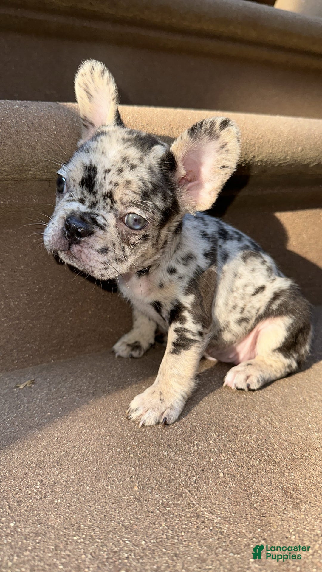 Gallery Image {{count}}