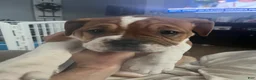 Mixed Breed dogs for sale: Checkers - Ad 1