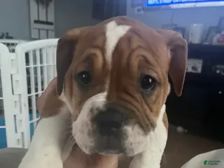 Mixed Breed dogs Checkers - Ad 38