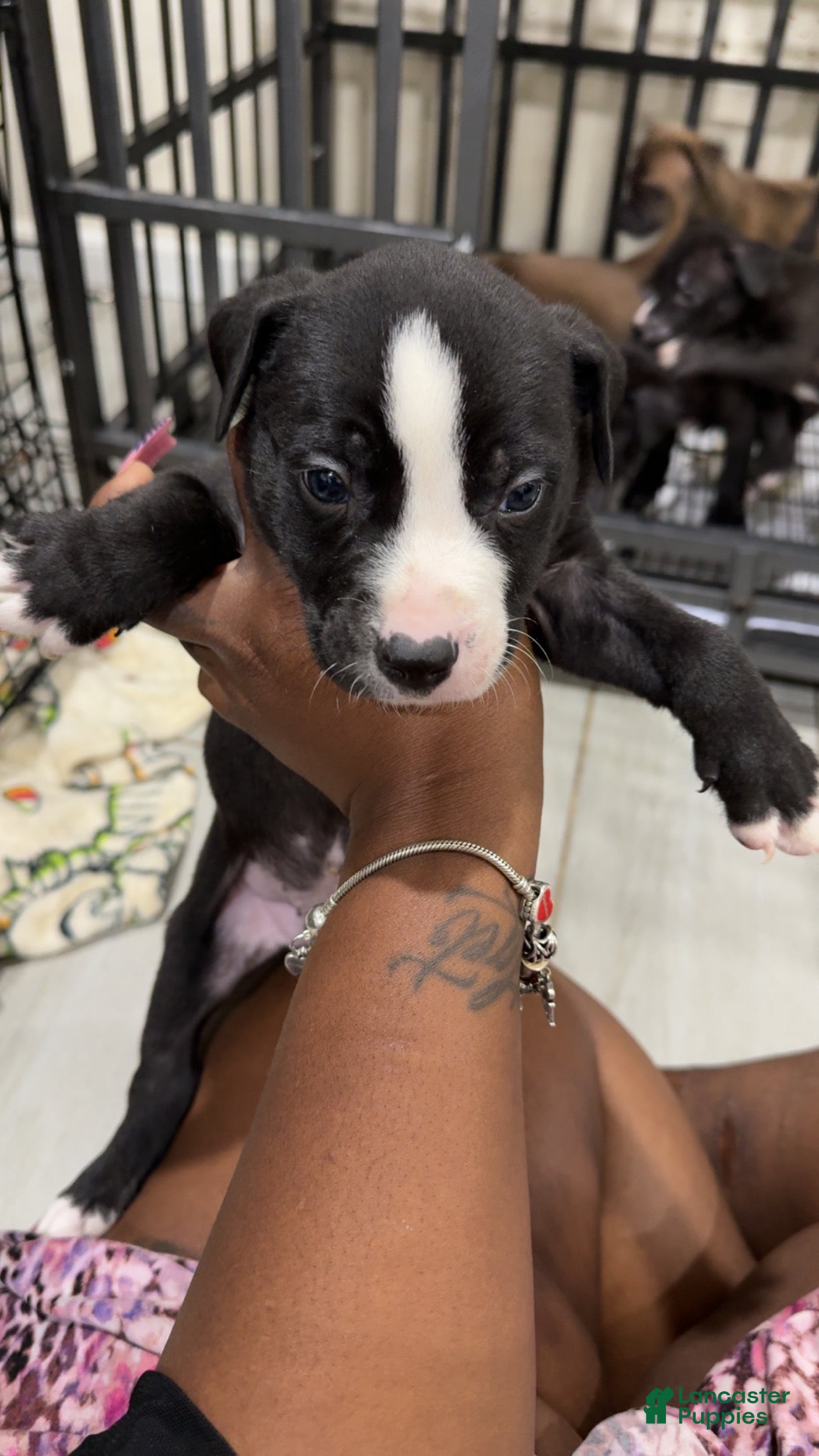 American Pit Bull Terrier dogs American Pit Bull Terrier 3 - Ad 41