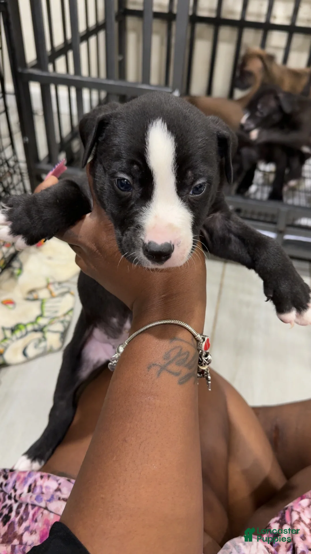 American Pit Bull Terrier dogs for sale: American Pit Bull Terrier 3 - Ad 1
