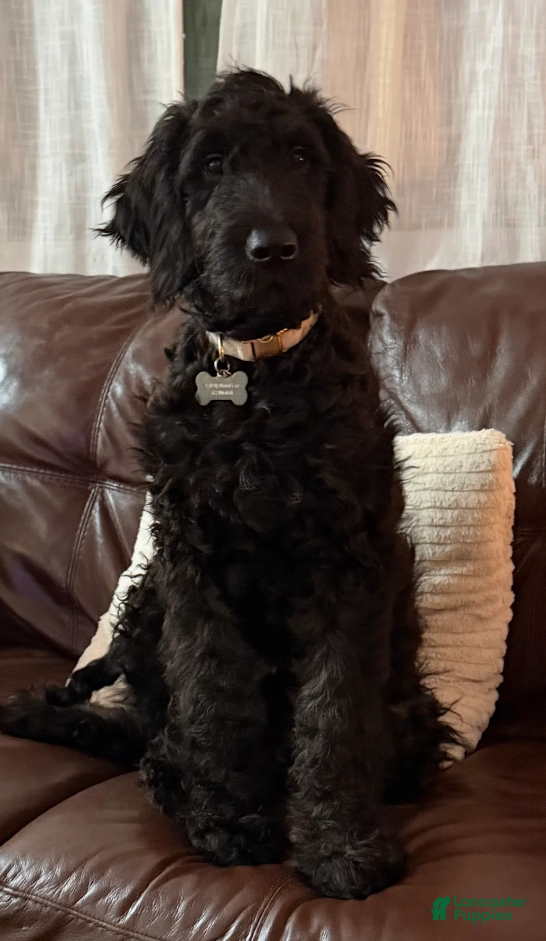 Goldendoodle dogs for sale: Shadow - Ad 4