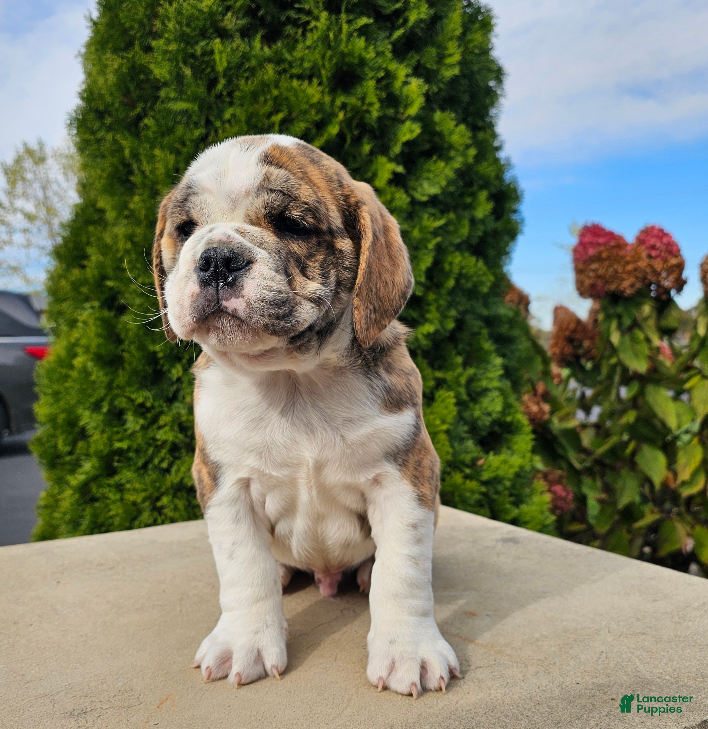 Beagle Beabull Puppies for sale Lancaster Puppies
