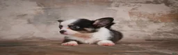 Chihuahua dogs for sale: Elvis - Ad 15