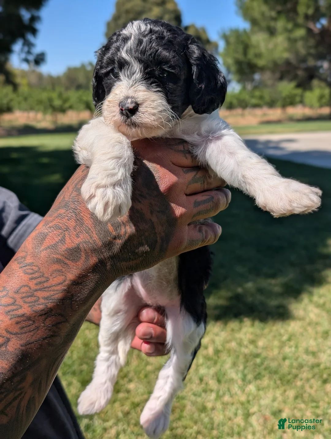 Mixed Breed dogs for sale: RAVEN  - Ad 1