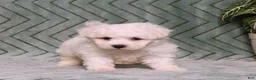 Bichon Frise dogs for sale: Jaxon - Ad 3