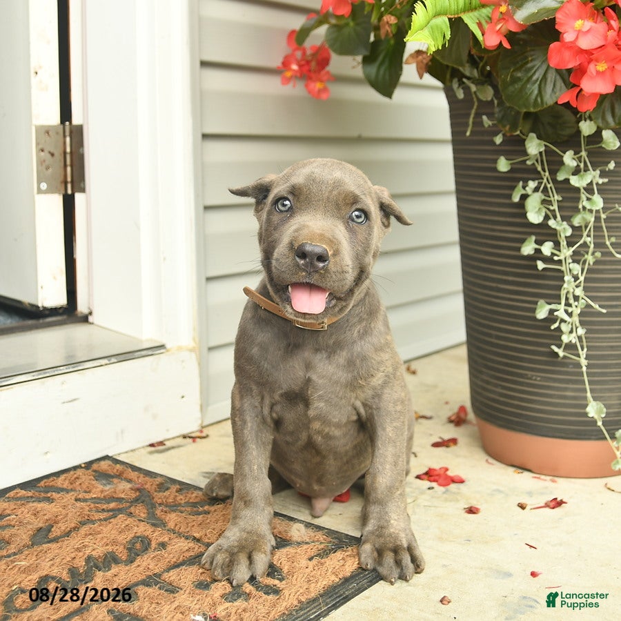 Cane Corso dogs Maverick  - Ad 2