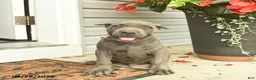 Cane Corso dogs for sale: Maverick  - Ad 2