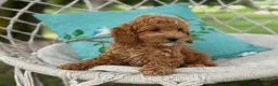 Cavapoo dogs for sale: Coco - Ad 3