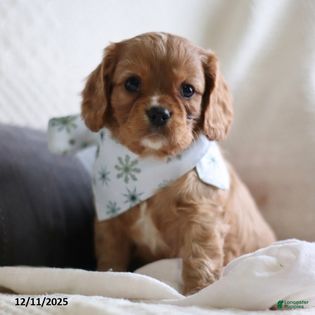 Cavalier King Charles Spaniel dogs for sale: Lemon - Ad 1