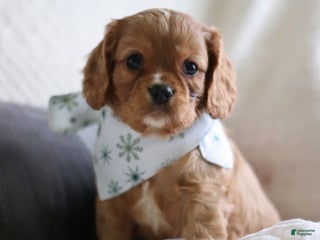 Cavalier King Charles Spaniel dogs Lemon - Ad 38