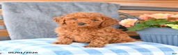 Miniature Poodle dogs for sale: Minnie - Ad 3