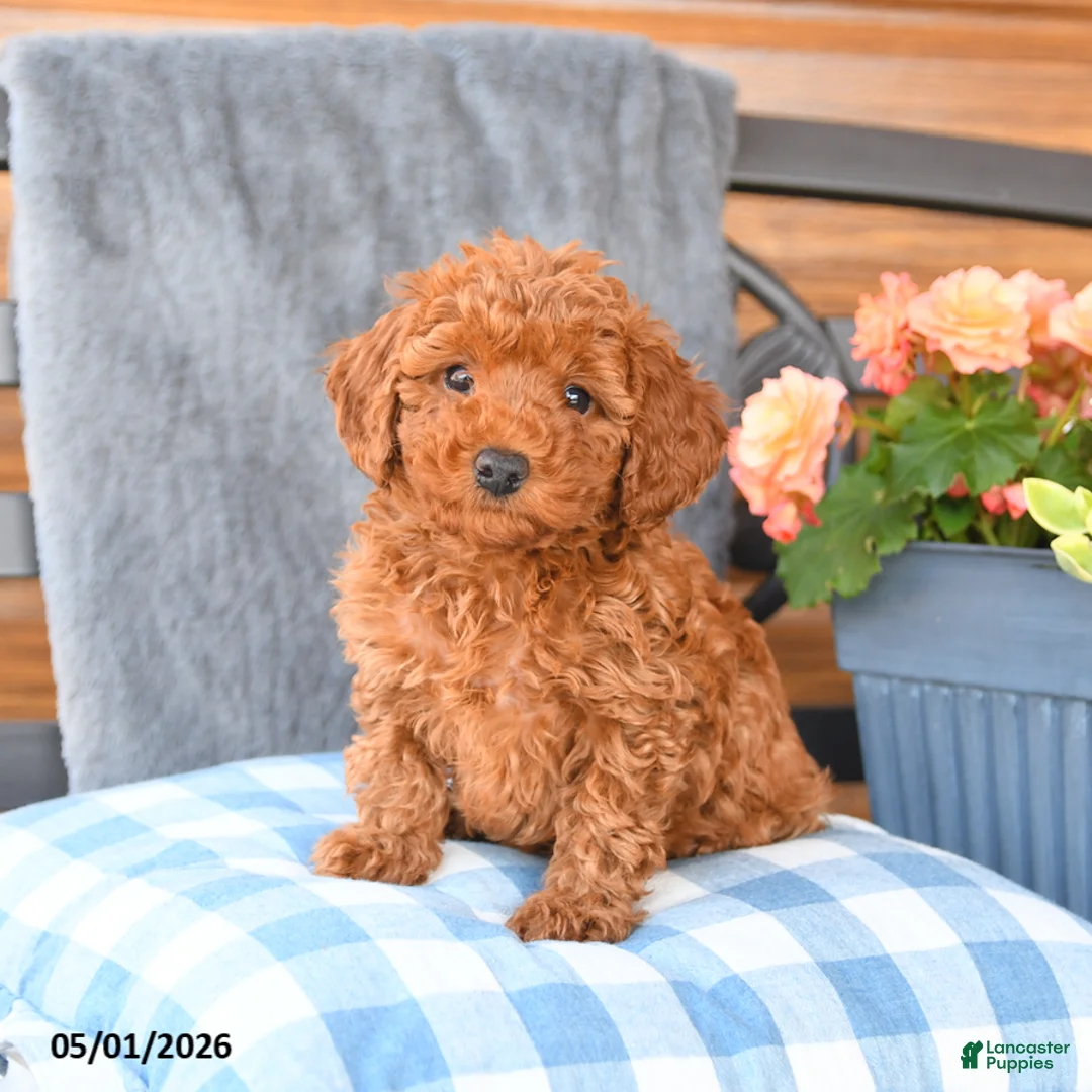 Miniature Poodle dogs for sale: Minnie - Ad 3