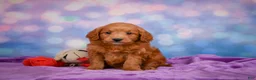 Mini Goldendoodle dogs for sale: REX - Ad 4