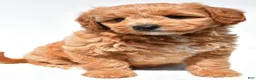 Mini Goldendoodle dogs for sale: Klohe - Ad 2