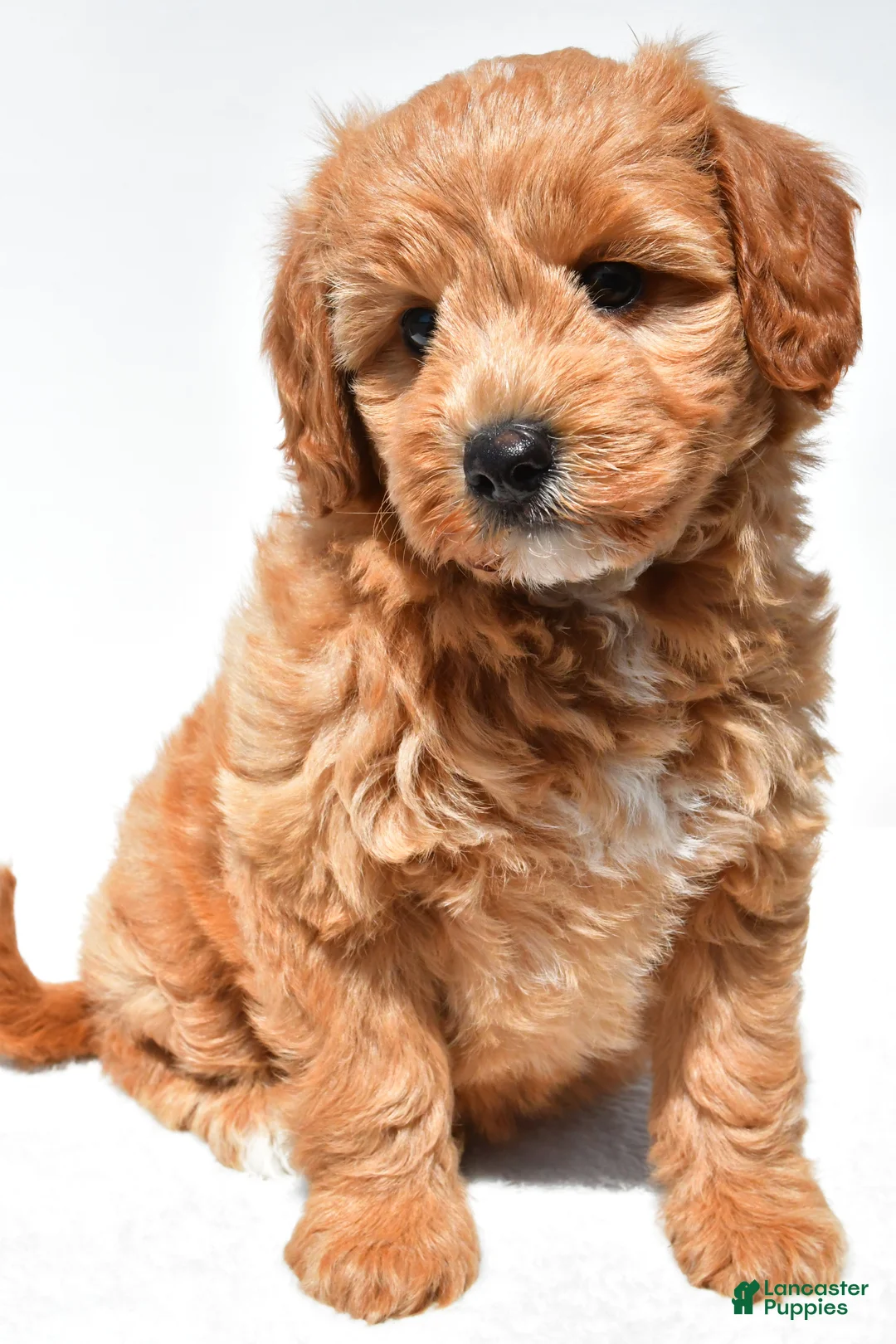 Mini Goldendoodle dogs for sale: Klohe - Ad 2
