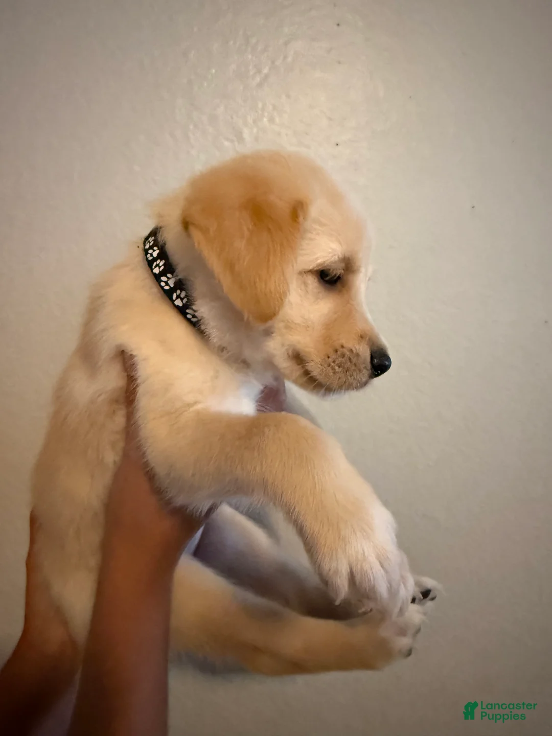 Mixed Breed dogs for sale: Nilla - Ad 2
