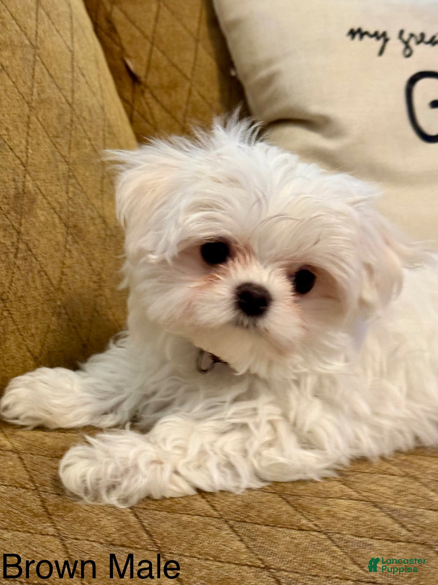 Maltese dogs Maltese Puppy 2 (brown male) - Ad 2