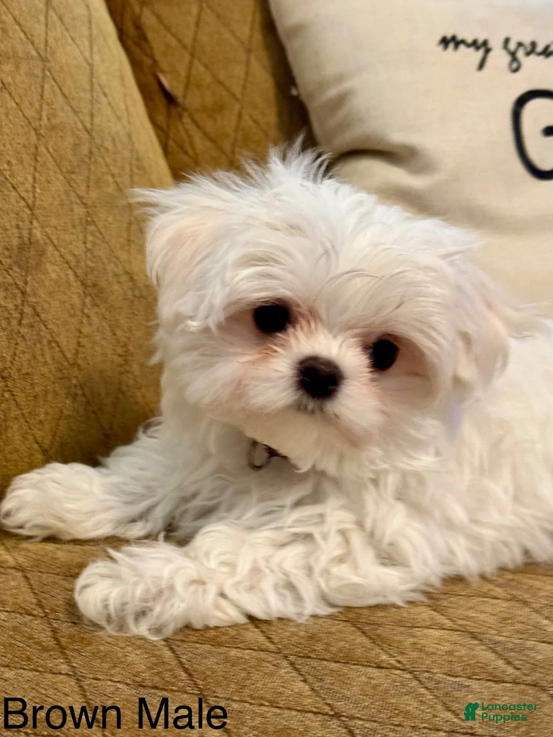 Maltese dogs for sale: Maltese Puppy 2 (brown male) - Ad 2