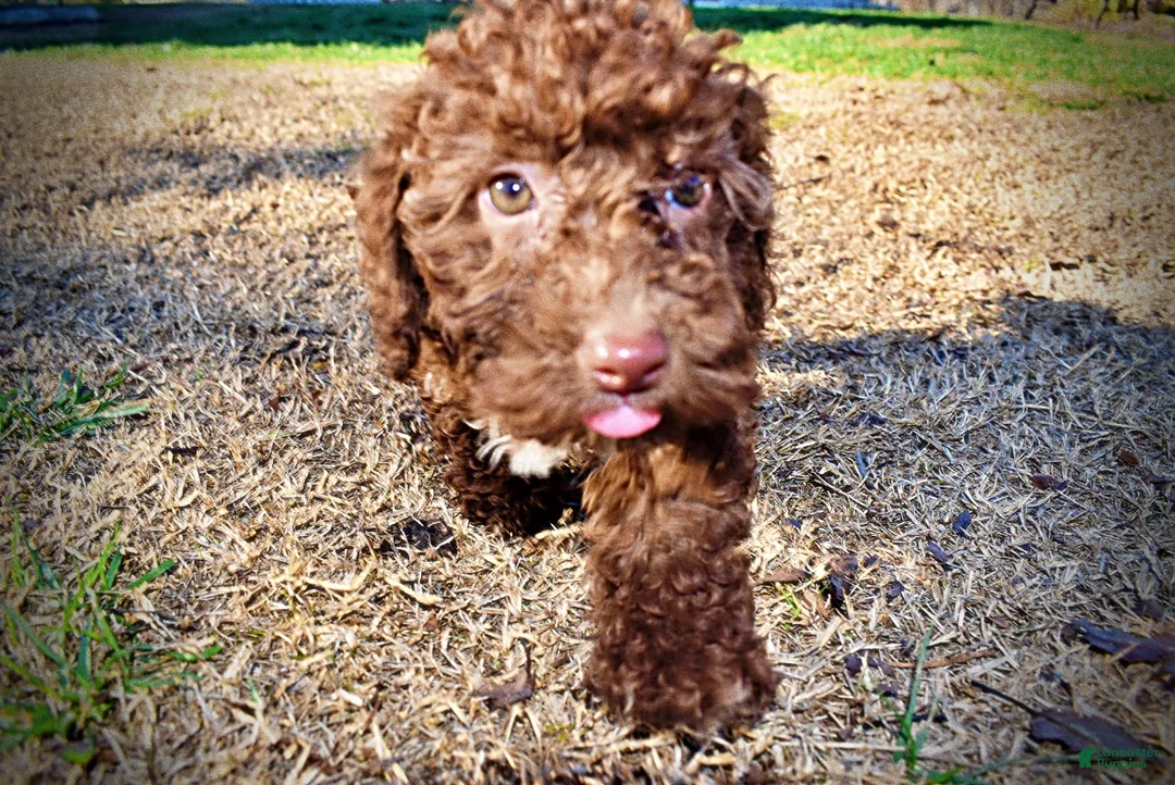 Havapoo dogs for sale: Sunny - Ad 24