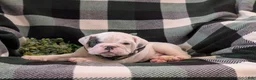English Bulldog dogs for sale: Talbot - Ad 4