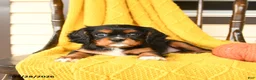 Cavalier King Charles Spaniel dogs for sale: Posy - Ad 3