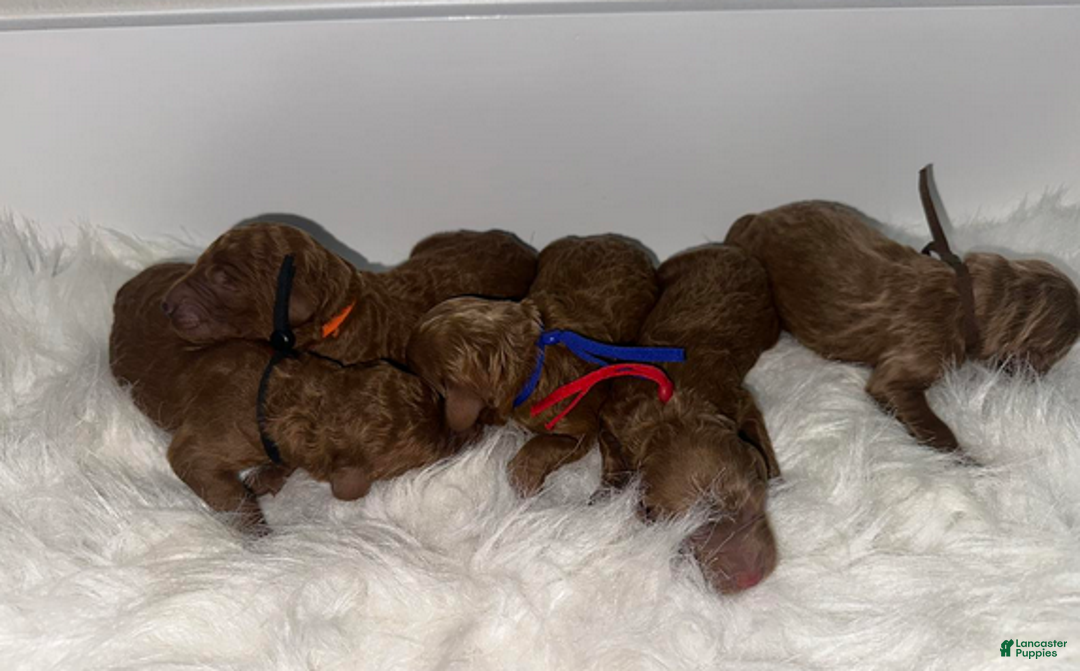 Goldendoodle dogs for sale: Red boy - Ad 4
