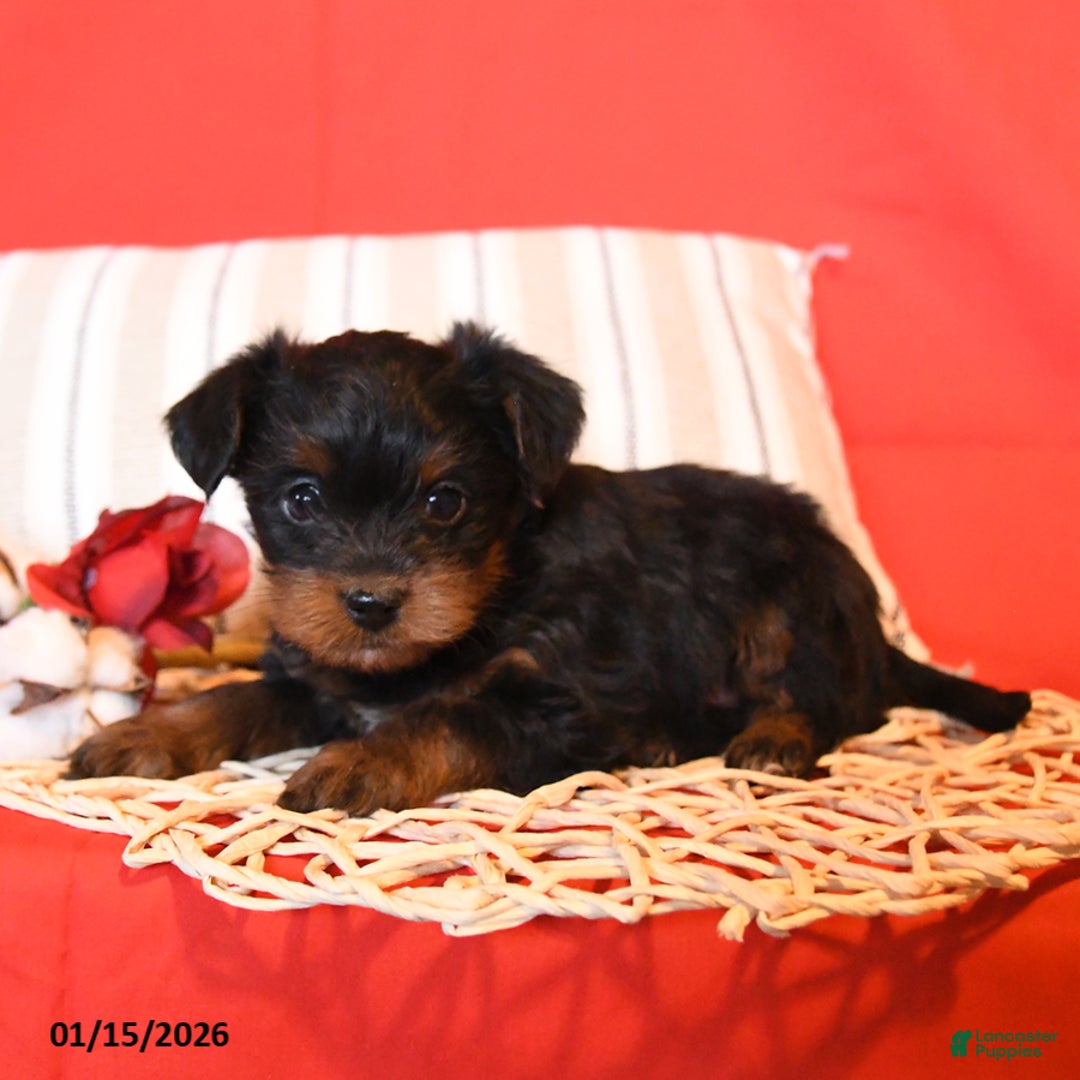 Yorkiepoo dogs for sale: Rem - Ad 5