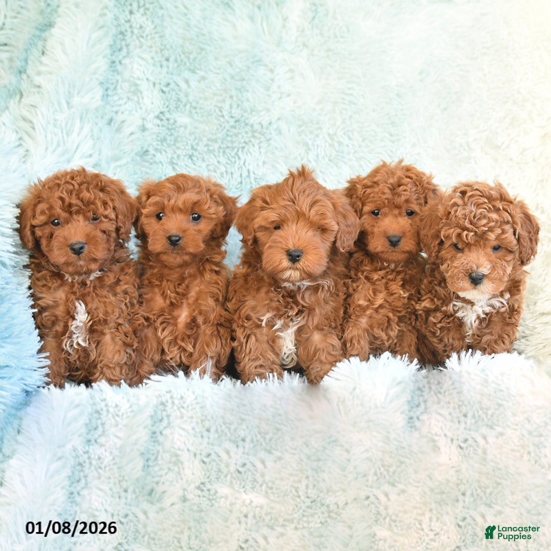 Cockapoo dogs for sale: Bubba - Ad 5